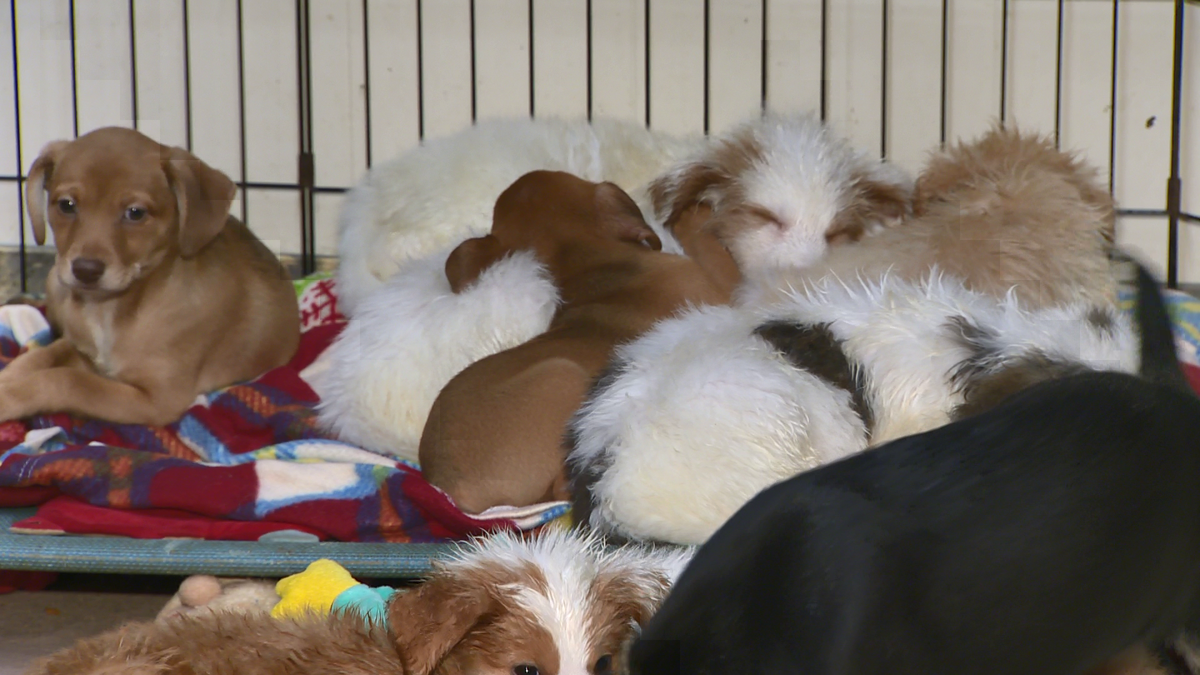 Animal foster care network takes in more than 1,300 in first three years