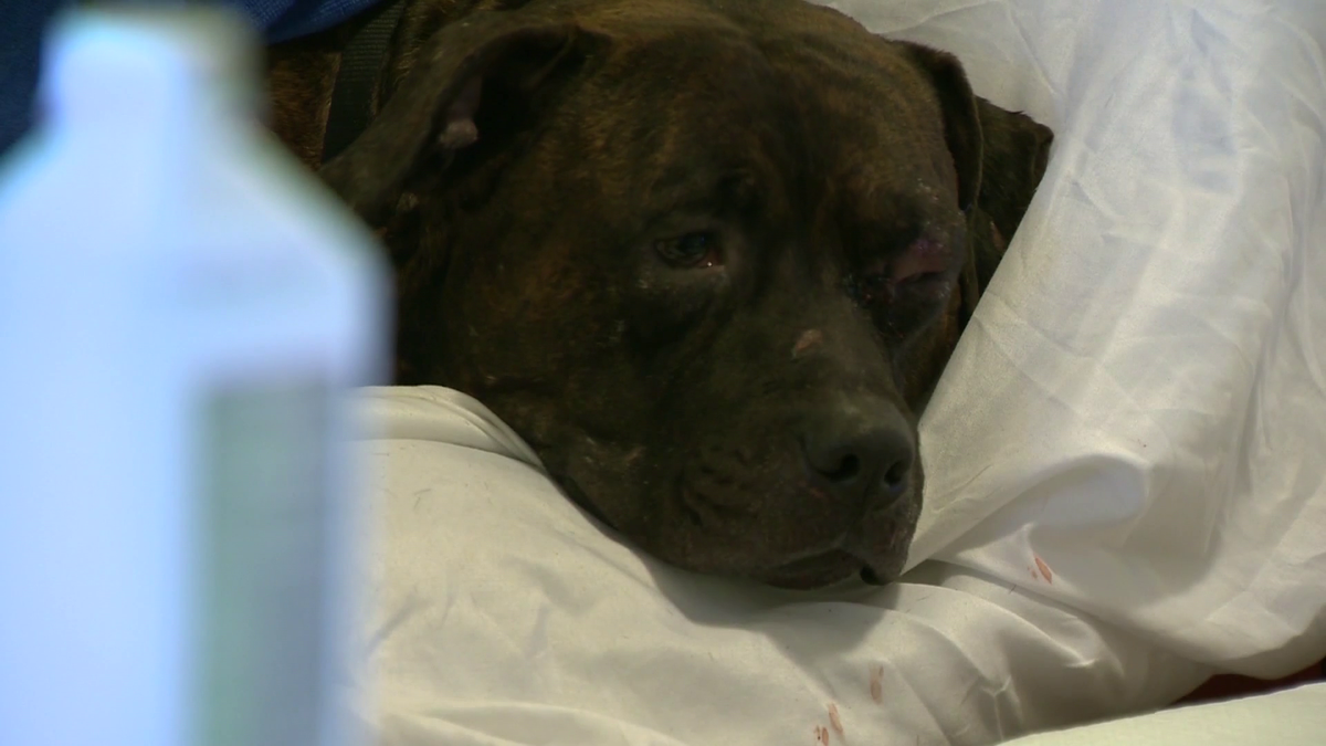 Man pleads guilty to shooting his two dogs at Glassport Dump