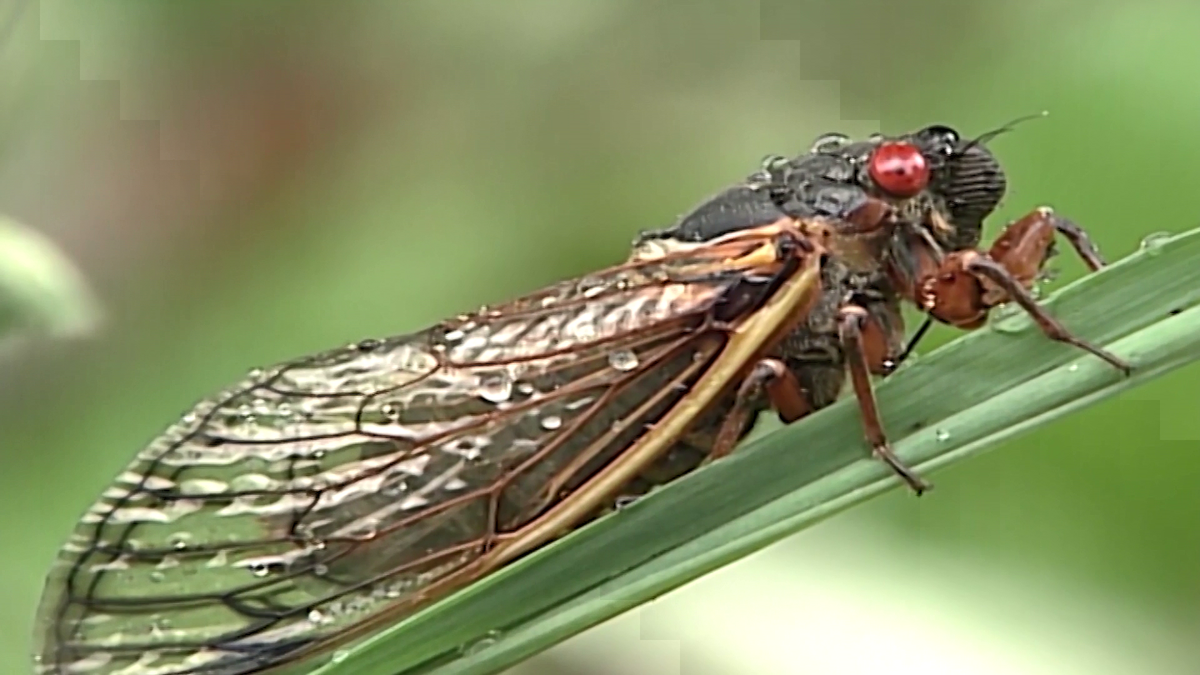‘The Flying Dead’ WVU researchers discover cicada fungus with chemicals