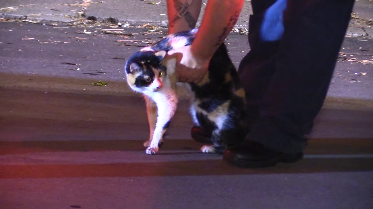 One cat dead, another rescued after fire in Lawrence County home