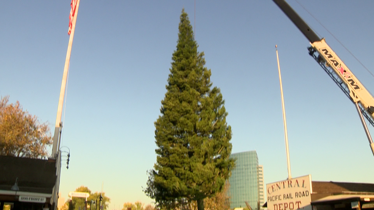 Giant Christmas tree arrives in Old Sacramento