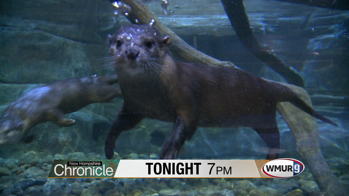 Tonight at 7 on NH Chronicle Living Shores Aquarium