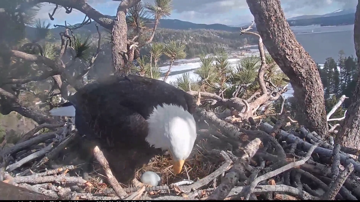 Bald eagle lays egg in California nest watched via live feed