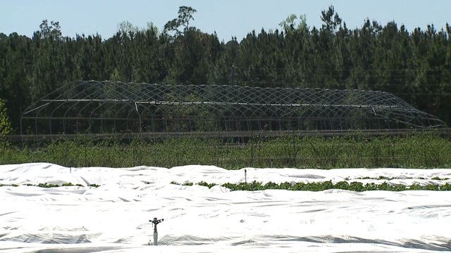 Spring frost? How Georgia farmers are preparing, protecting their crops - Vimarsana News
