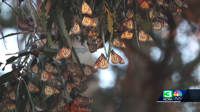Here are some of the most heartwarming Northern California stories of 2021 - Vimarsana News