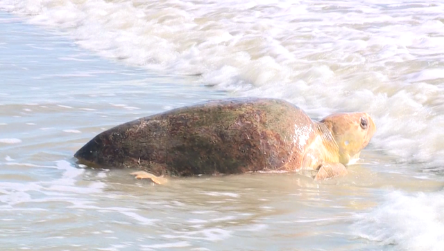 Two sea turtles released back into the ocean after full recovery - Vimarsana News