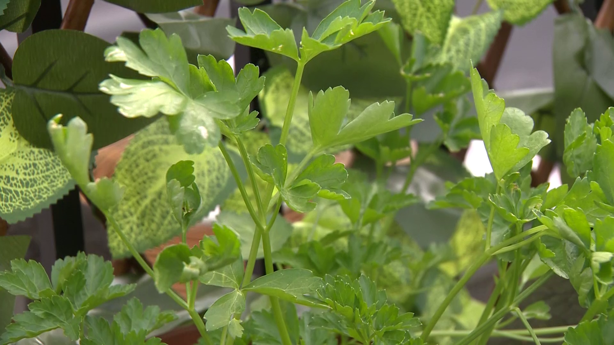 Turn your brown thumb green: Chef shares tips to help your garden grow