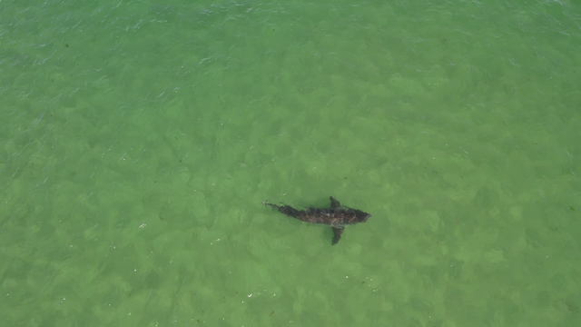 Massachusetts Cape Cod shark detections jumped in 2021 - Vimarsana News
