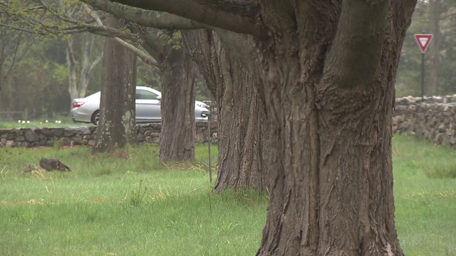 Favorite Massachusetts tree varieties in trouble as climate warms - Vimarsana News