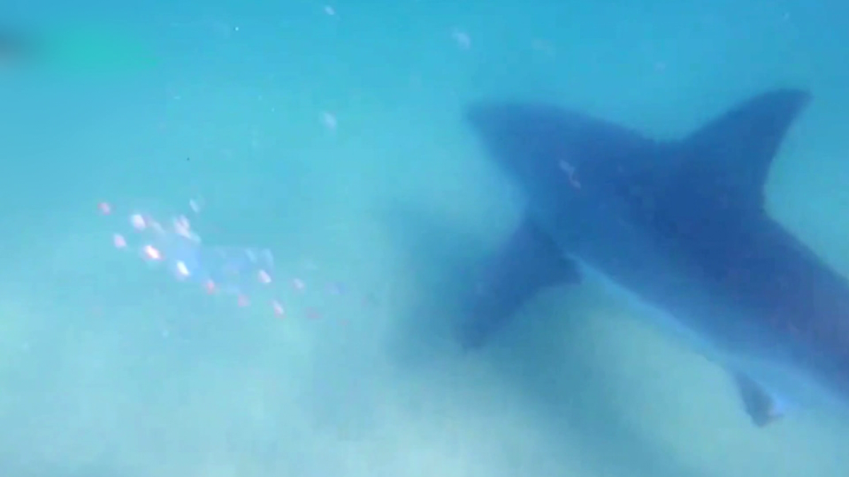 New technology gives glimpse of true shark activity off Outer Cape beaches New technology gives glimpse of true shark activity off Outer Cape beaches