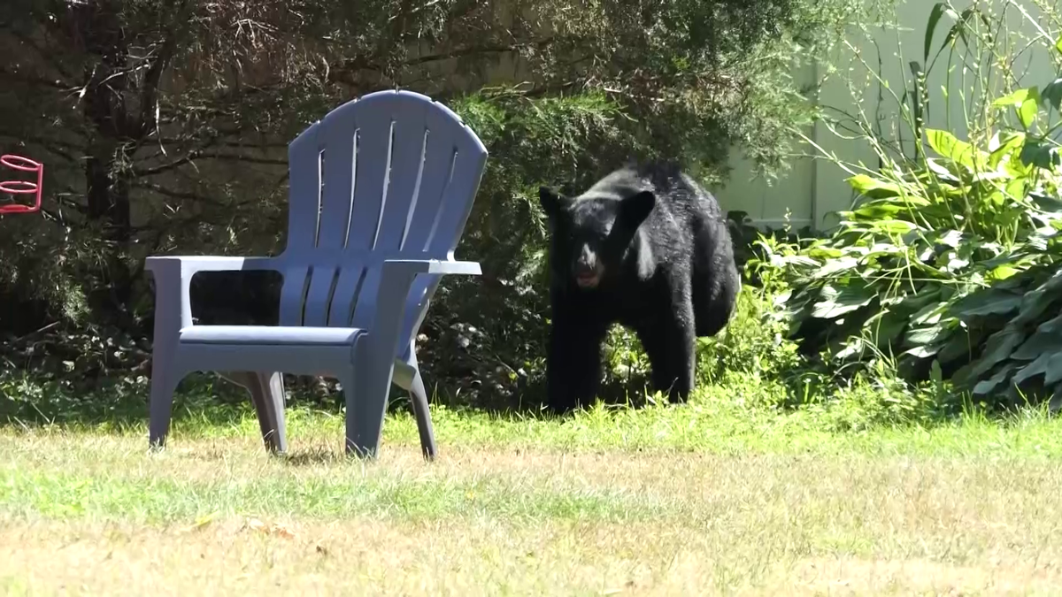 Bear takes stroll in Middleton, Massachusetts, yard