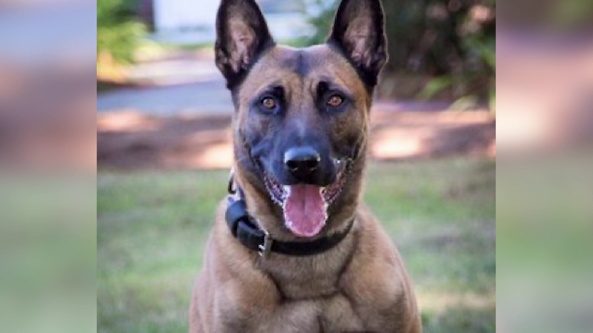 Group hopes to honor Massachusetts State Police K-9 killed in line of ...