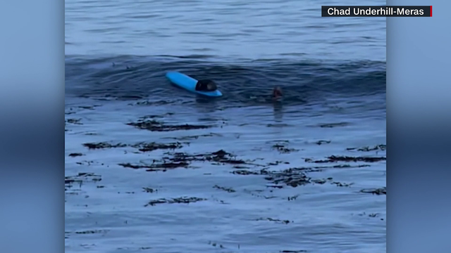 California surfer shoos otter who stole his surfboard - Vimarsana News