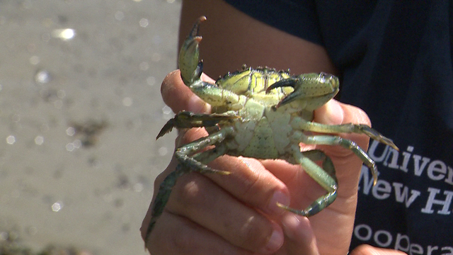 Green crabs exploding in number, disrupting New England ecosystems - Vimarsana News