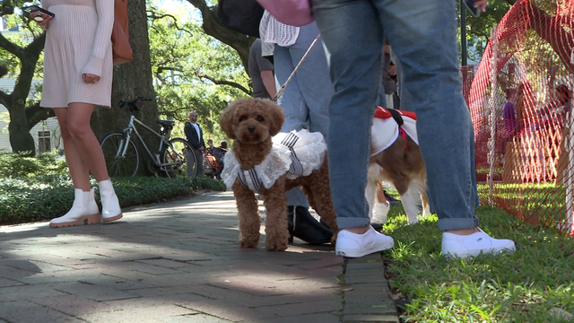 17th annual Wag-O-Ween event takes place in Savannah - Vimarsana News