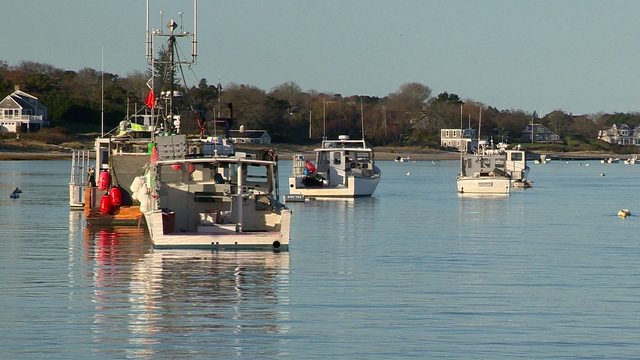 Forecasting our Future: Warming waters depleting Massachusetts' cod population - Vimarsana News