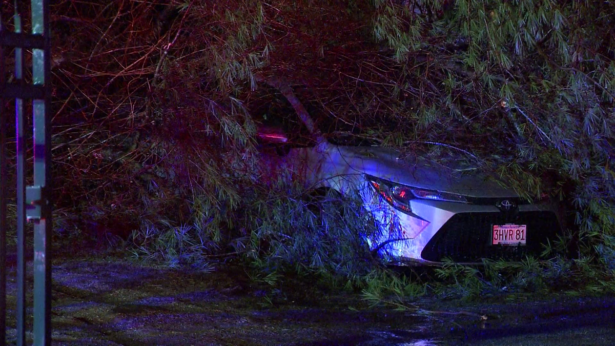 Images: Pre-Christmas storm downs trees, powerlines