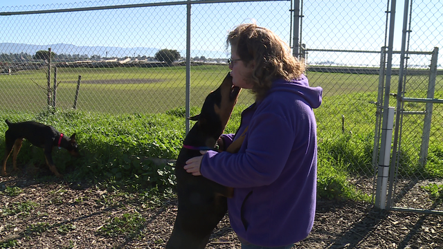 Salinas shelter dogs take to the skies - Vimarsana News