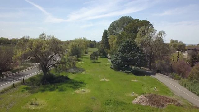 UC Davis researchers seek out trees that can handle harsh weather - Vimarsana News