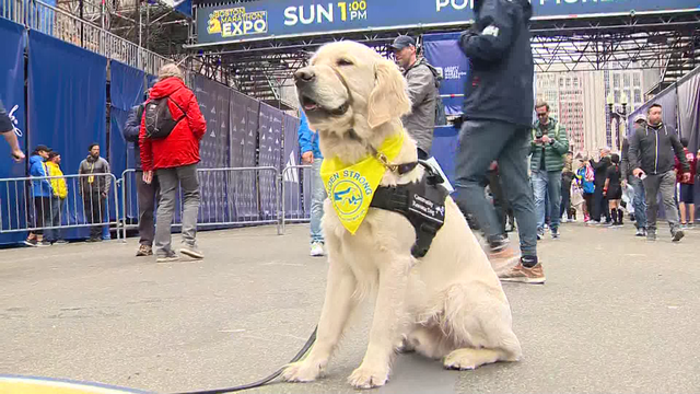 Dozens of golden retrievers to cross Boston Marathon finish line to honor beloved pups Spencer, Penny - Vimarsana News