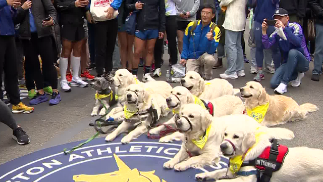 Golden retrievers cross Boston Marathon finish line, honor beloved pups Spencer, Penny - Vimarsana News