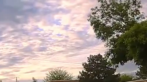 Bear roaming the streets in Farmington, New Mexico - Vimarsana News