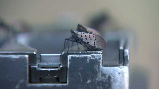 Spotted lanternfly boom in the Pittsburgh area - Vimarsana News