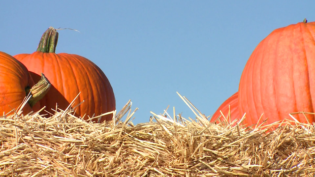 McCall's Pumpkin Patch to open this weekend - Vimarsana News
