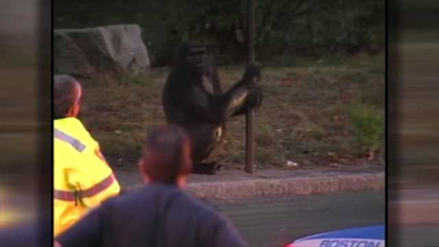 20 years since gorilla escaped from Boston's Franklin Park Zoo, attacked 4-year-old girl - Vimarsana News