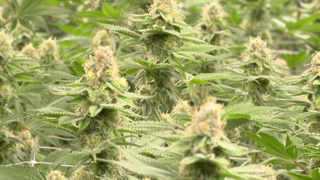 FDA halts Georgia's plan to let pharmacies sell medical marijuana - Vimarsana News