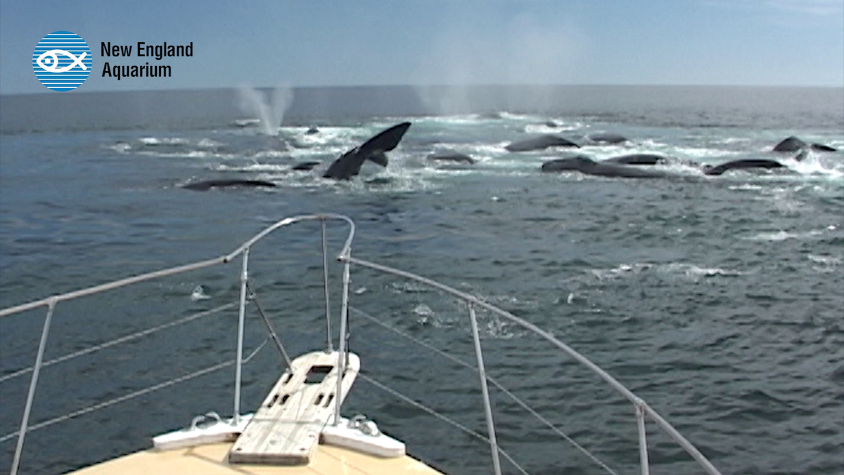 展望未来：新的帮助将有助于北大西洋右鲸的生存和我们自己的生存