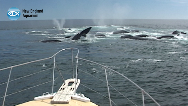 Forecasting our Future: New help to aid right whales' survival and our own - Vimarsana News