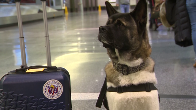Comfort dogs in Maine to support those struggling with shootings - Vimarsana News
