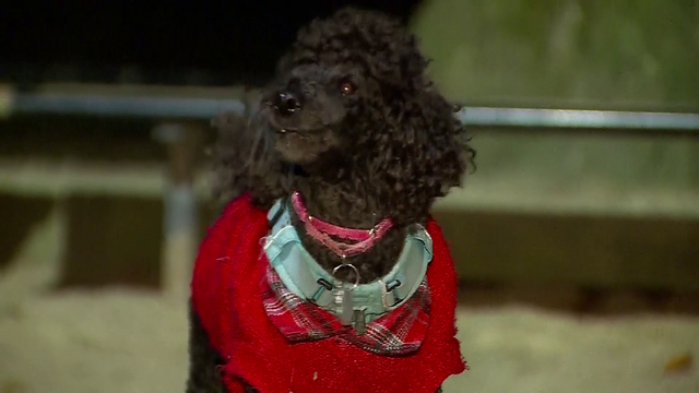 Researchers find possible cause to mysterious dog illnesses - Vimarsana News