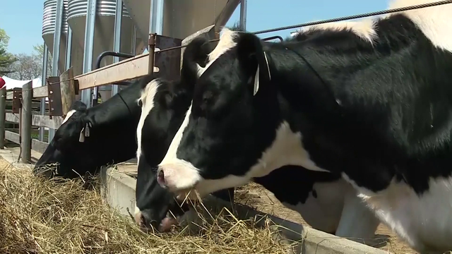 UNH study: feeding seaweed to cows could reduce methane - Vimarsana News