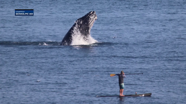 Massachusetts celebrates Right Whale Day
