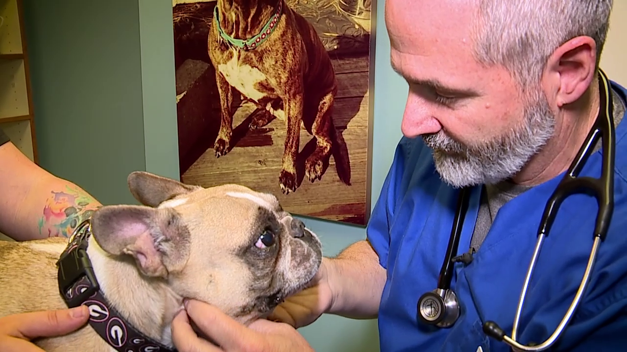 Here's what's contributing to a growing shortage of veterinarians - Vimarsana News