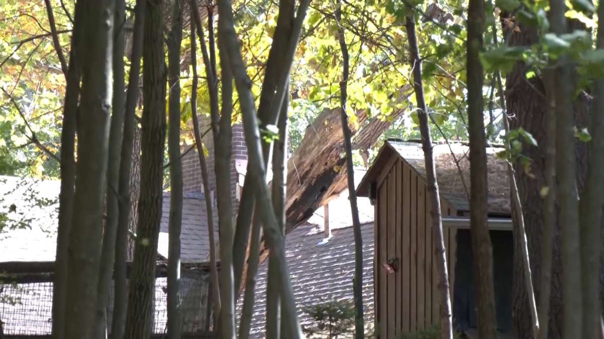 86-year-old killed by falling tree branch in Grafton, Mass.
