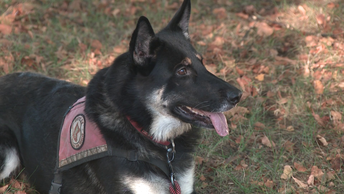 Volunteer and K-9 find 2-year-old girl who was missing for hours in New Hampshire town