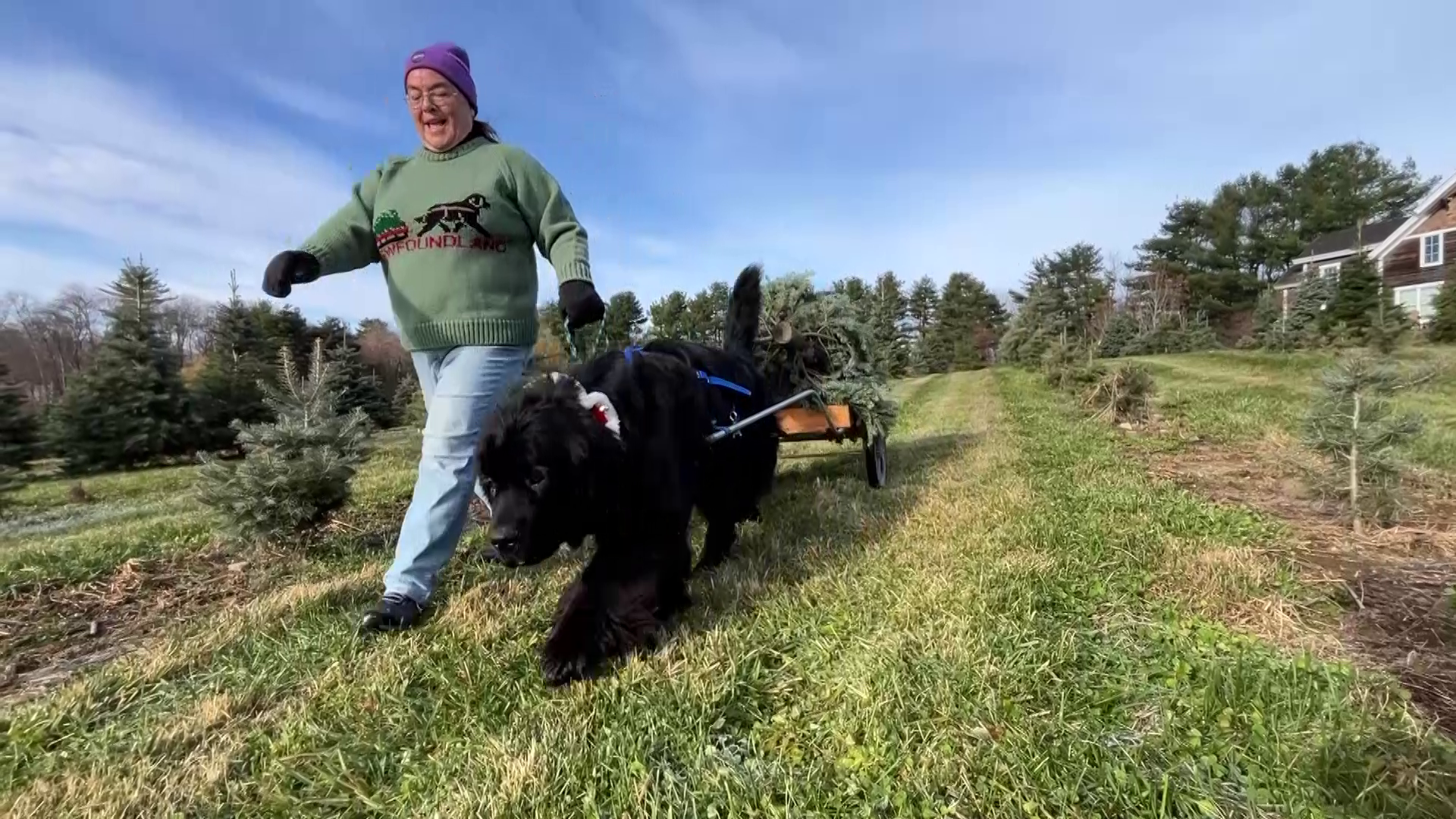 wcvb.com - Ted Wayman - Christmas comes earlier and earlier, has cutest helper at Mass. tree farm