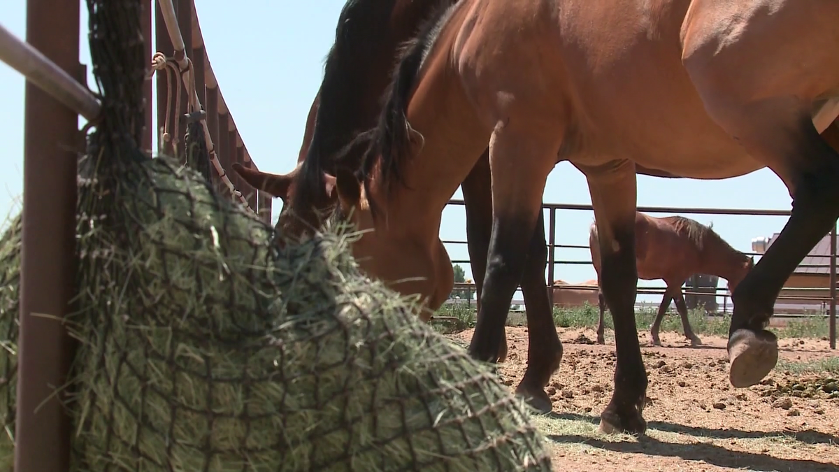 New Mexico horses at risk of neurologic disease amid outbreak
