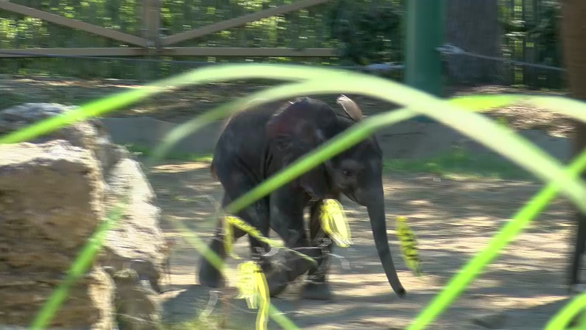300pound baby elephant makes zoo debut