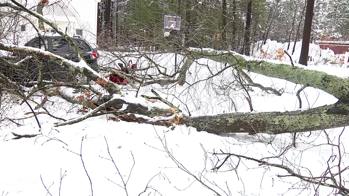 Tree falls on woman working to clear snow