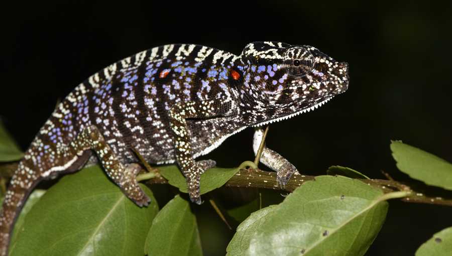 A Voeltzkow's chameleon in Madagascar.