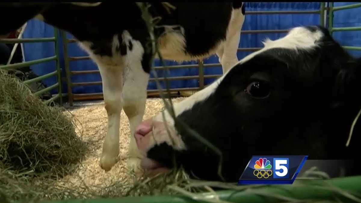 Annual Vermont Farm Show kicks off in Essex Junction