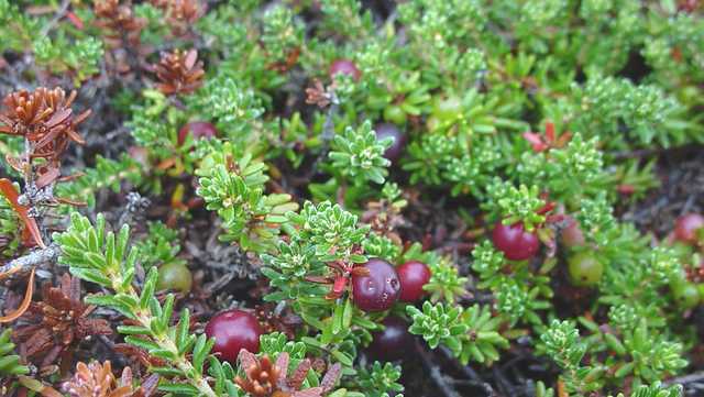 Plant thought extinct in Vermont since 1908 rediscovered on Mt. Mansfield - Vimarsana News