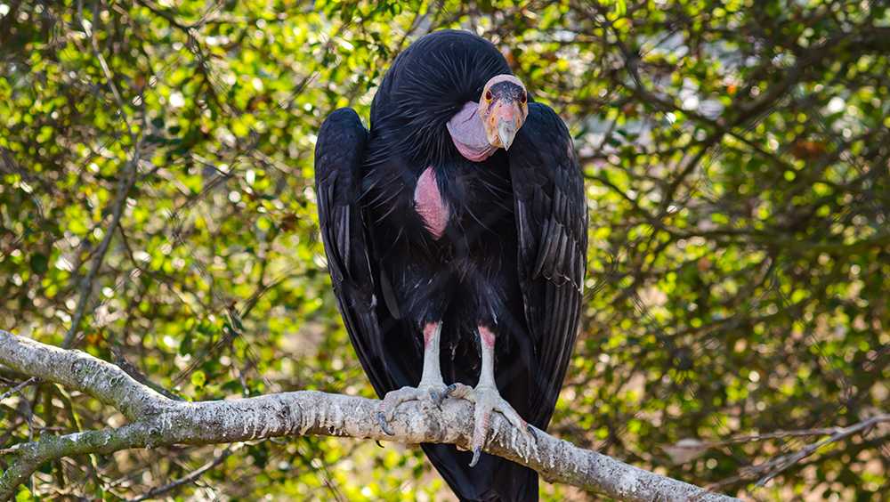 DHEC e DNR inviano avvisi di “mortalità di massa” degli uccelli