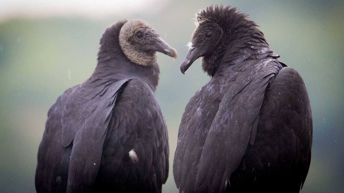 Black Vultures Federal Biologist Says Birds Are Invading West Virginia 1742