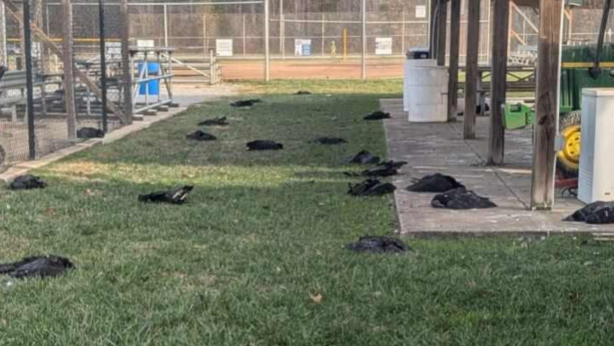 Testing points to likely cause after 70+ vultures found dead on Ohio school grounds