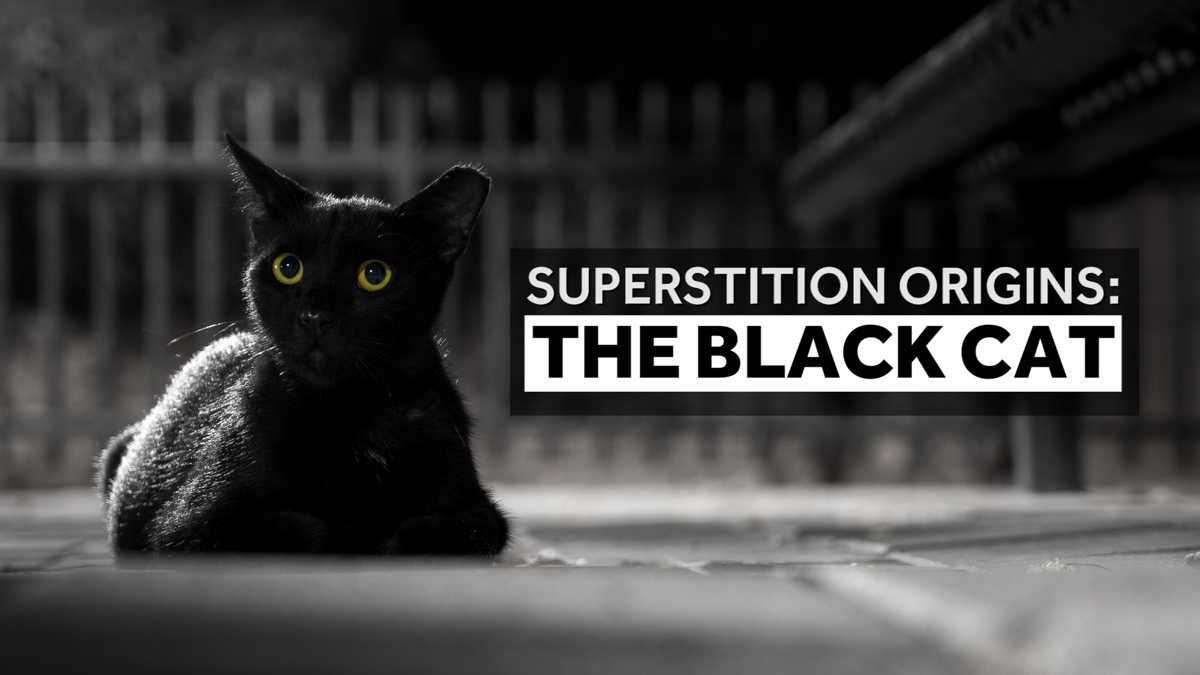 here-s-why-black-cats-are-considered-so-spooky